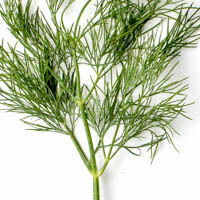 queller & dill