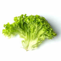 kopfsalat