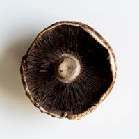 portobello pilze