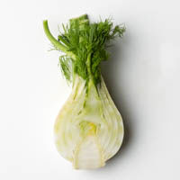 fenchel