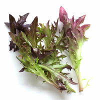 en roter mizuna-salat