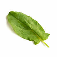 frischer sauerampfer
