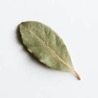 orbeerblatt
