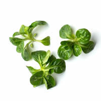 lettuce, lamb's, eu, 50g sla, veldsla, 50g