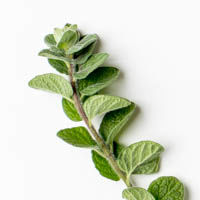 oregano, fresh, 10g oregano, frisch, 10g