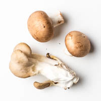 austernpilze, champi braun, kräuterseitlinge, 500g austernpilze, champi braun, kräuterseitlinge, 500g