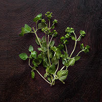 kräutermix: basilikum, oregano & thymian