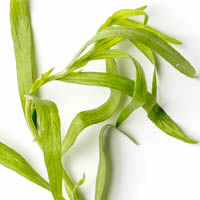 tarragon, fresh, 10g estragon, frisch, 10g