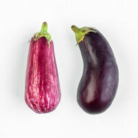 aubergine