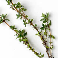 frischer thymian